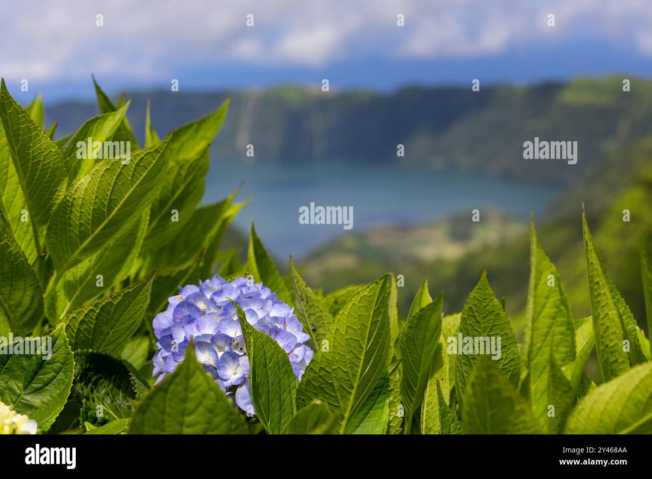 Fleur d'hortensia bleue (Hortensia) avec la lagune de Sete Cidades en arrière-plan. Sao Miguel, Açores, Portugal Banque D'Images