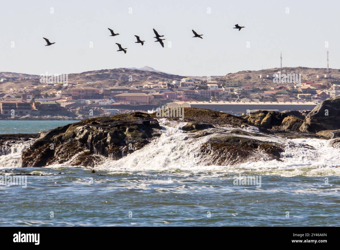 Petit troupeau de cormorans survolant une petite île rocheuse le long de la côte namibienne avec la petite ville de Lüderitz en arrière-plan. Banque D'Images