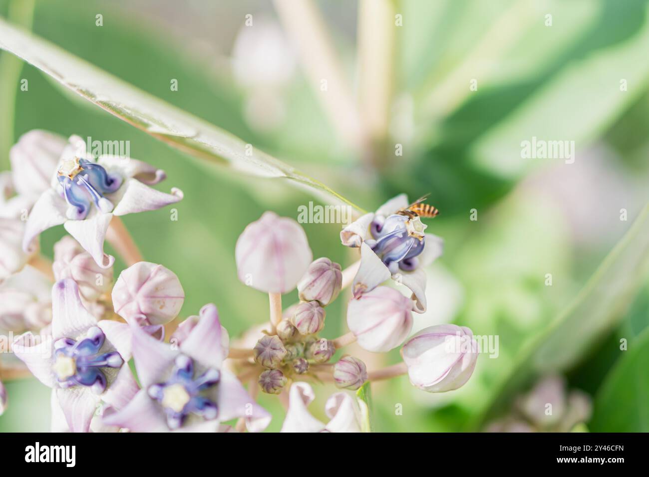 Un gros plan de délicates fleurs violettes avec une abeille perchée sur l'une des fleurs. L'arrière-plan est légèrement flou, mettant en évidence les détails complexes de Banque D'Images