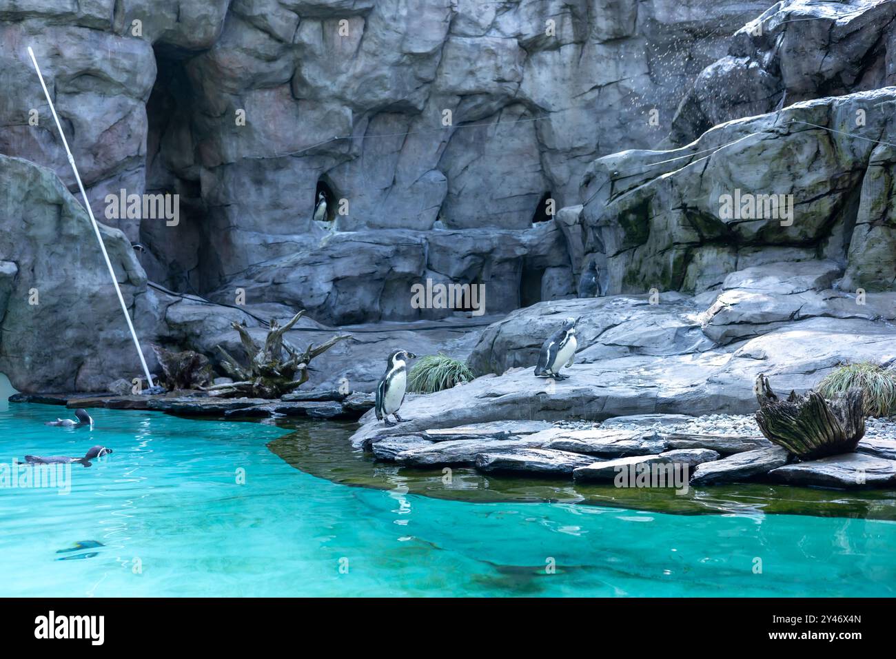 les pingouins nagent dans un grand aquarium au zoo. eau transparente propre bleue Banque D'Images