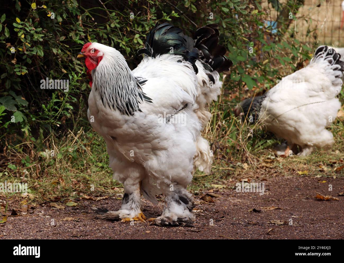 09.09.2024 Sachsen Anhalt Sachsen-Anhalt Halle Saale Huhn Federvieh Hühner Masthuhn Geflügel Henne Rassegeflügel Landwirtschaft Tierhaltung Rasse : Brahma Farbschlag von Weiß-schwarz-Columbia *** 09 09 2024 Saxe Anhalt Saxe Anhalt Halle Saale volaille poulets poulets poulets poulets de chair poule pedigree élevage élevage de volaille race Brahma couleur blanc noir Columbia Banque D'Images