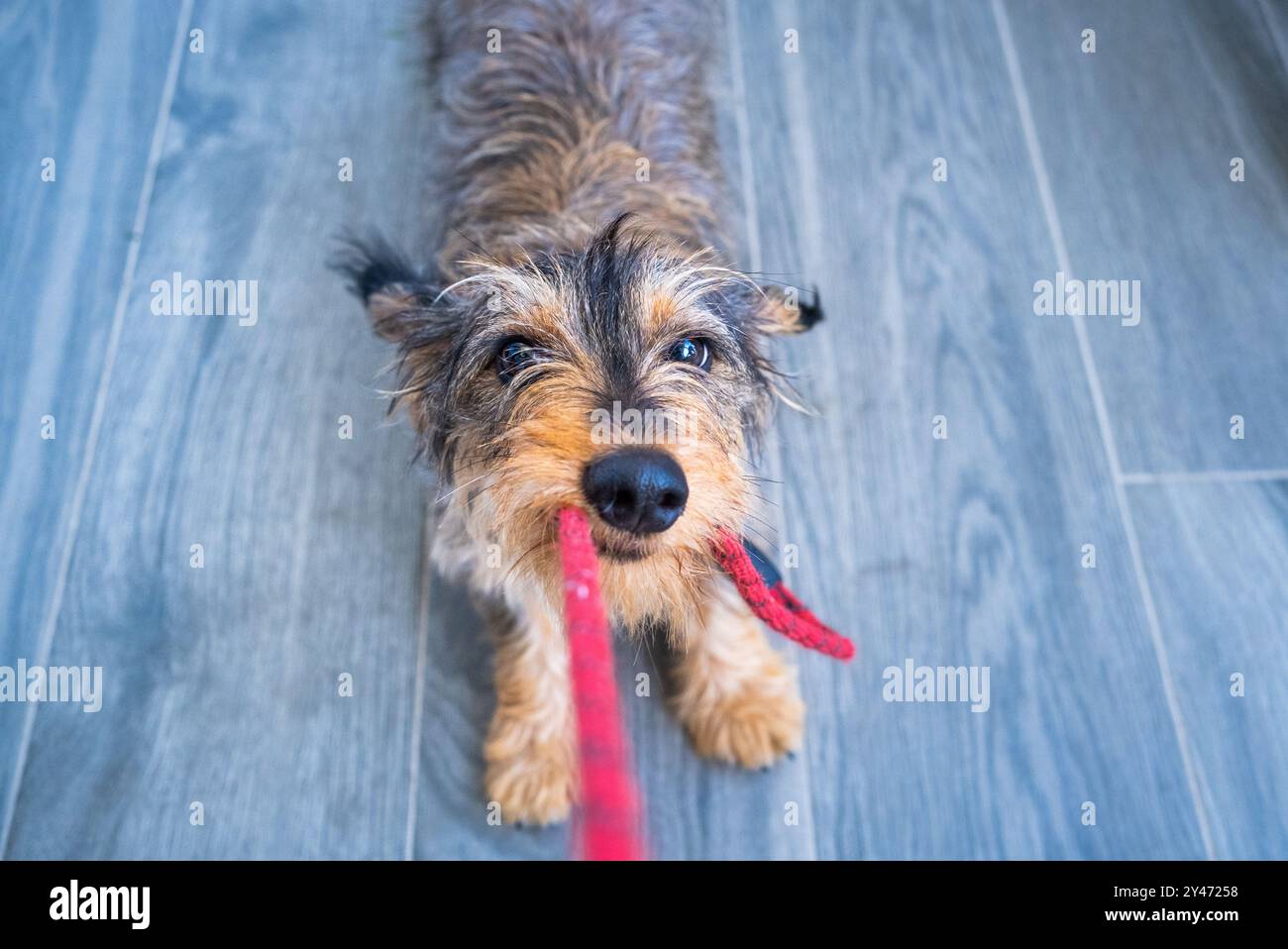 Un petit chien Teckel mord et tire fort sur la laisse de marche de son maître dans une attitude amicale et tendre. vue de dessus centrée et symétrique po Banque D'Images