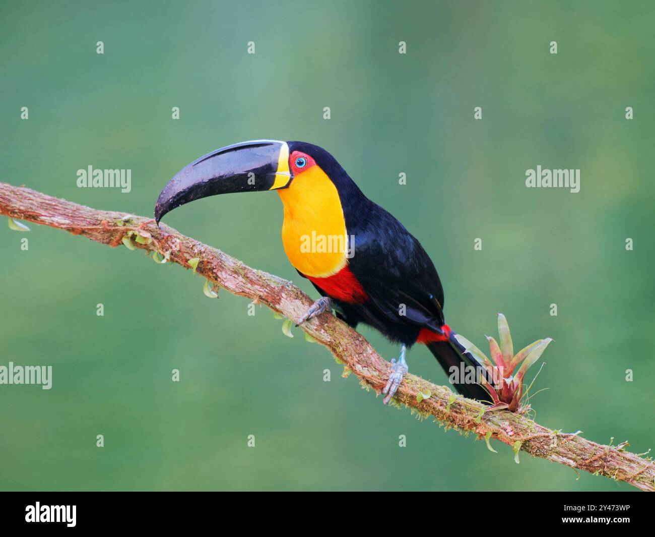 Canal facturé Toucan Ramphastos vitellinus ariel Forêt Atlantique, Brésil BI042689 Banque D'Images