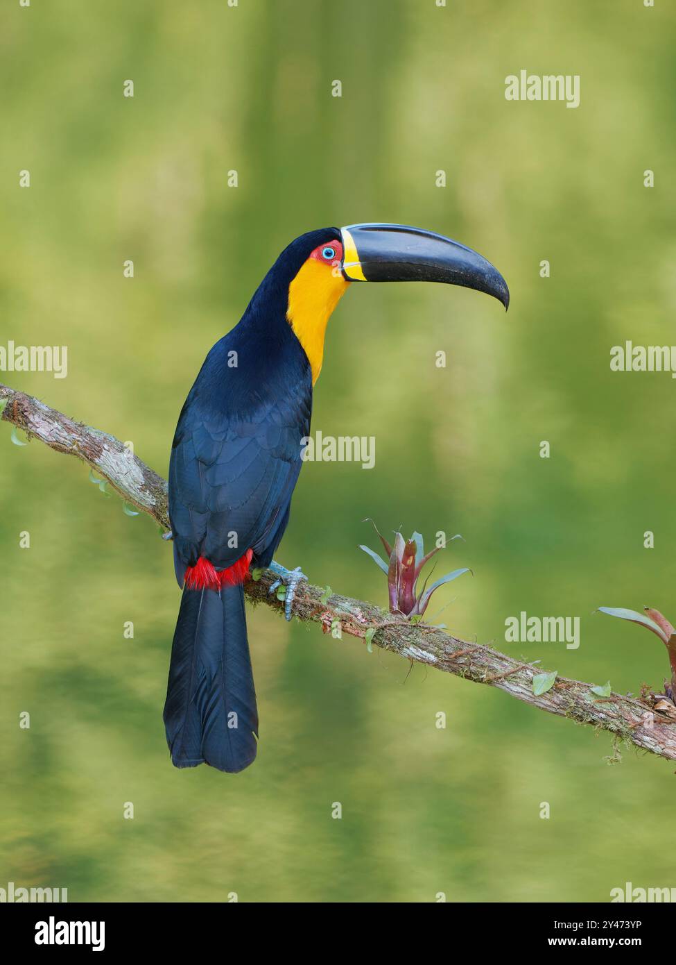 Canal facturé Toucan Ramphastos vitellinus ariel Forêt Atlantique, Brésil BI042701 Banque D'Images