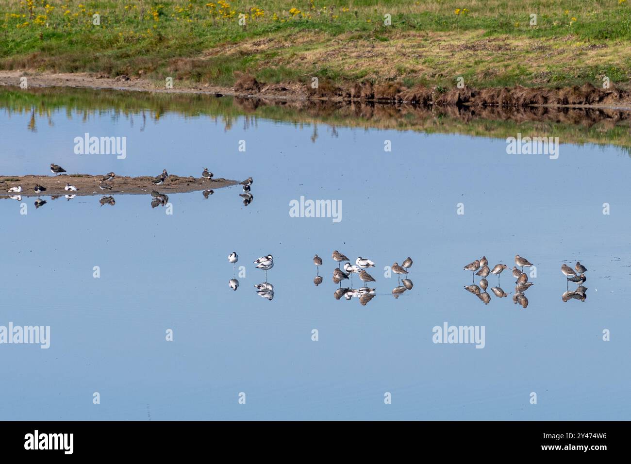 Échassiers comprenant des avocats, des godwits à queue noire et des vallées dans une piscine de la réserve naturelle locale de RSPB Pagham Harbour, West Sussex, Angleterre, Royaume-Uni Banque D'Images