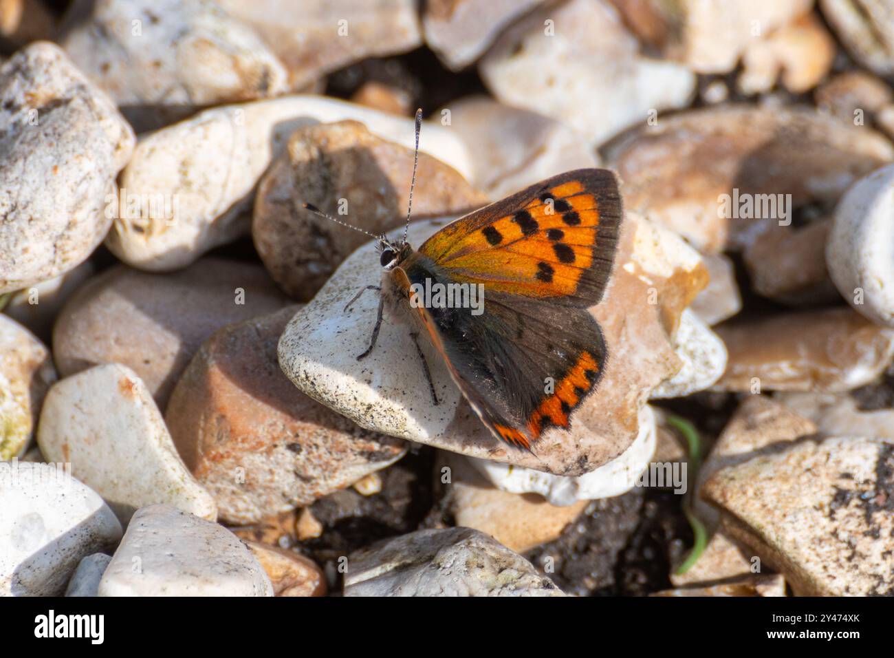 Petit papillon de cuivre (Lycaena phlaeas) reposant sur des cailloux dans un habitat côtier à Pagham Harbour, West Sussex, Angleterre, Royaume-Uni, en septembre Banque D'Images