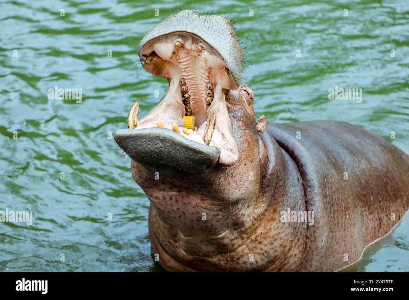 Énorme embouchure ouverte de l'Hippo brun dans la rivière, Thaïlande Banque D'Images