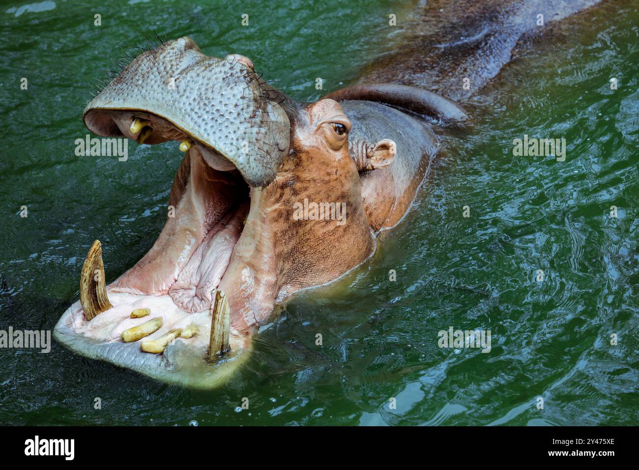 Énorme embouchure ouverte de l'Hippo brun dans la rivière, Thaïlande Banque D'Images