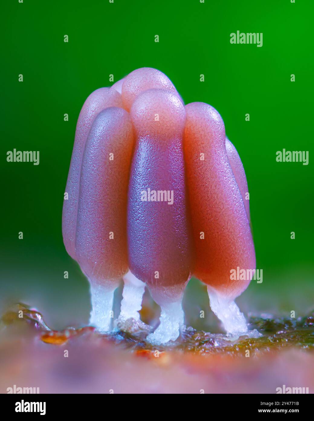 Groupe d'une moisissure de boue - Stemonitis fusca. Il porte ses fruits en grappes sur du bois mort et a une sporange brune haute caractéristique soutenue sur des tiges minces avec Banque D'Images
