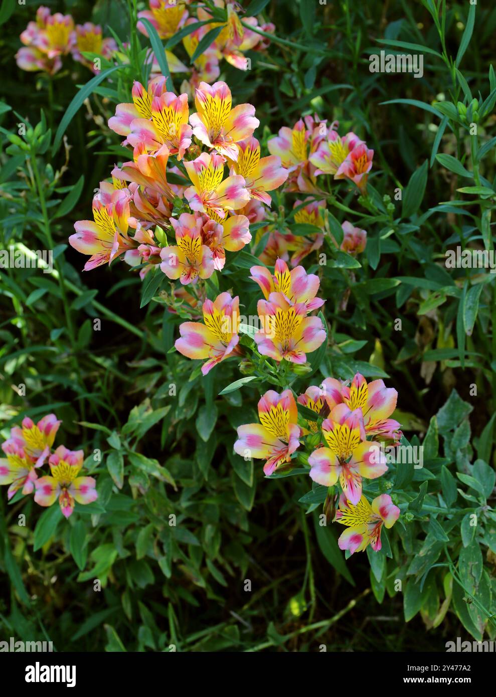 Lis péruvien ou lis des Incas, joyau du jardin d'Alstroemeria 'Peaches', Alstroemeriaceae. Amérique du Sud. Cultivar hybride. Banque D'Images