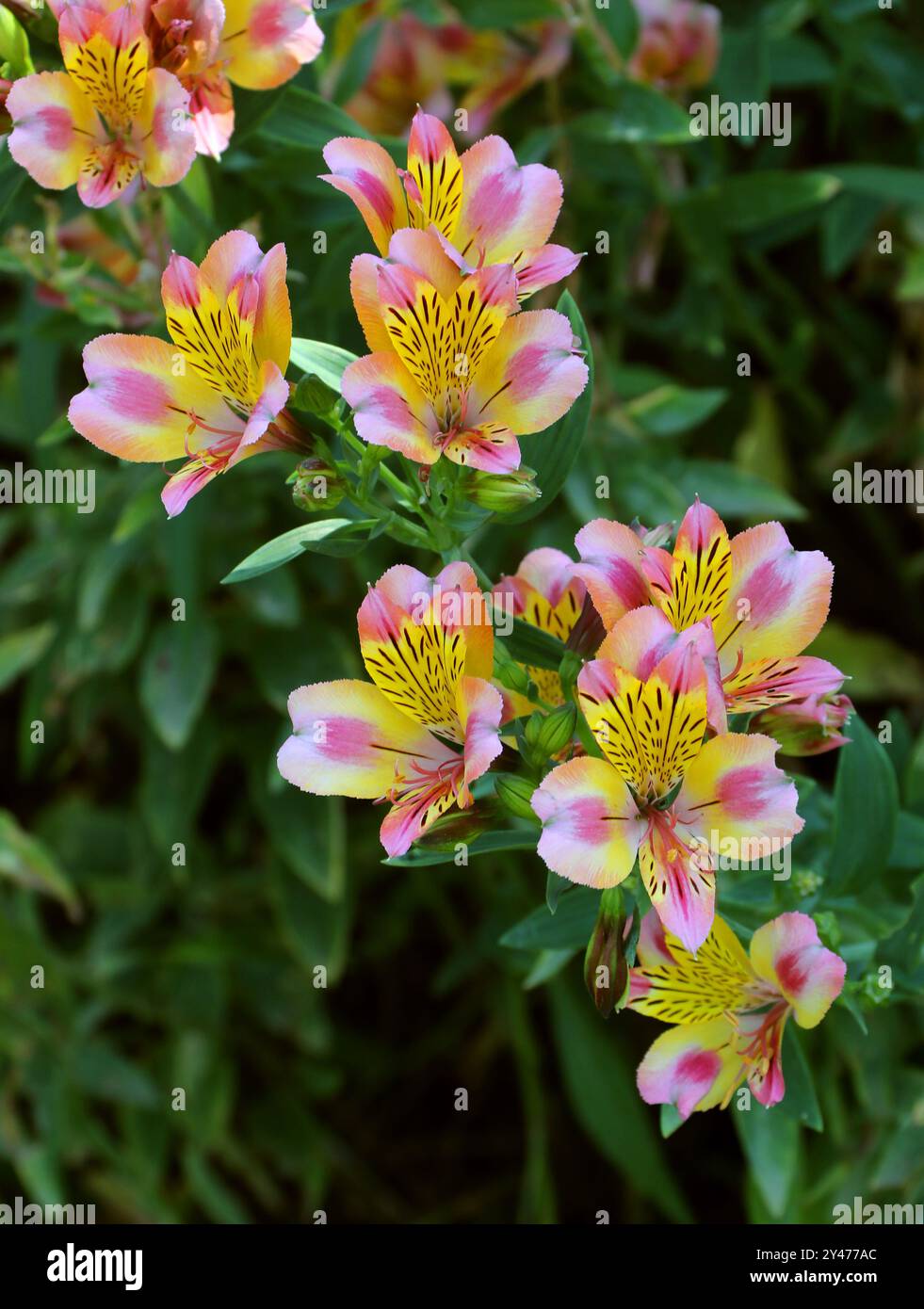Lis péruvien ou lis des Incas, joyau du jardin d'Alstroemeria 'Peaches', Alstroemeriaceae. Amérique du Sud. Cultivar hybride. Banque D'Images