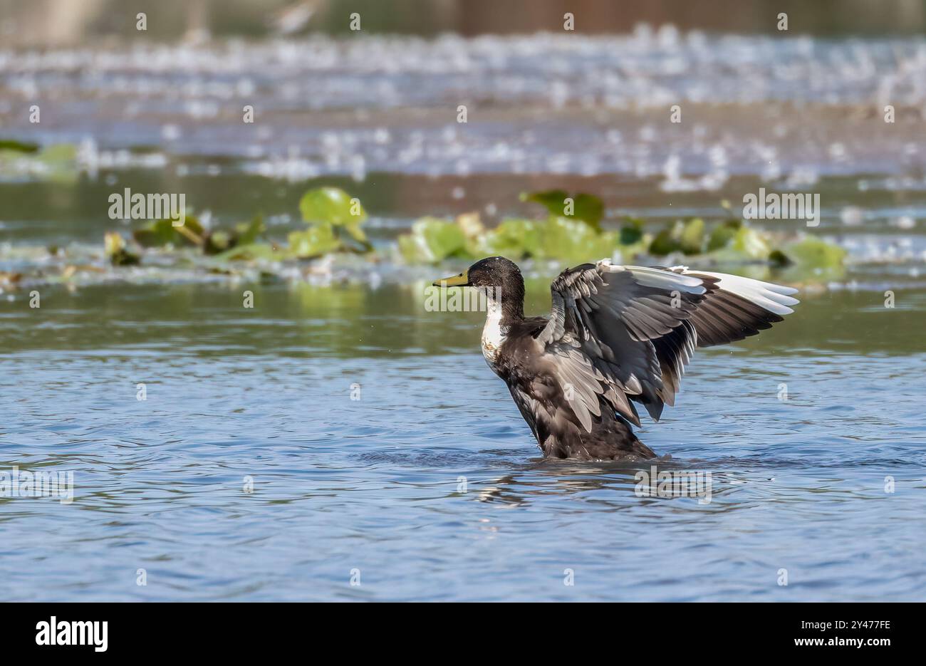 Manky Mallard Duck battant des ailes dans une rivière avec des plantes d'eau Banque D'Images
