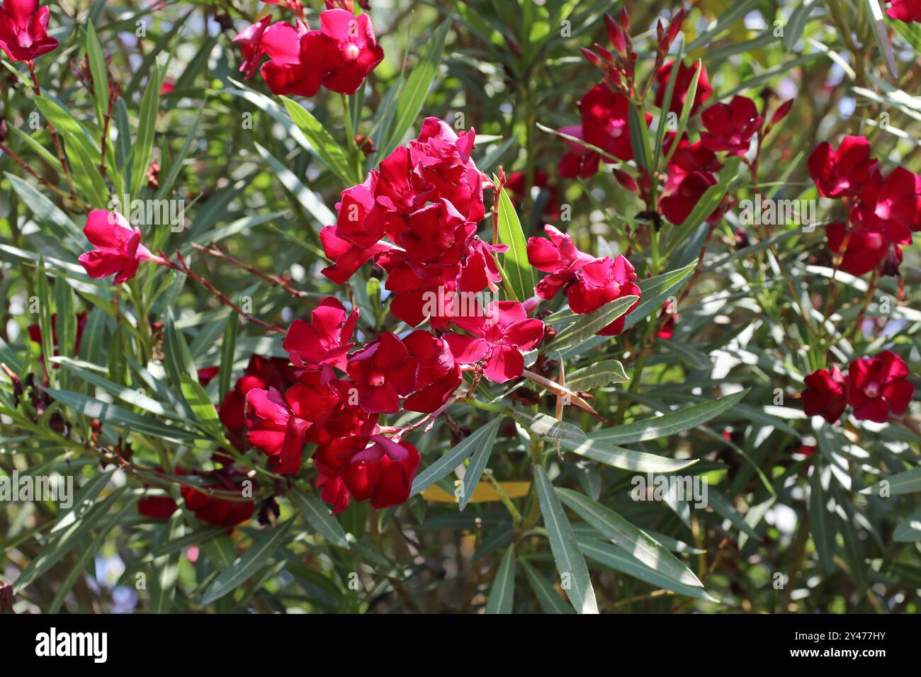 Oleander à fleurs rouges, Oleander Nerium 'Red', Rose de mer du Sud Jamaïque à fleurs rouges, Oleander rouge, Laurier Rose à fleurs rouges, Oleander, Oleander Nerium Oleander. Banque D'Images