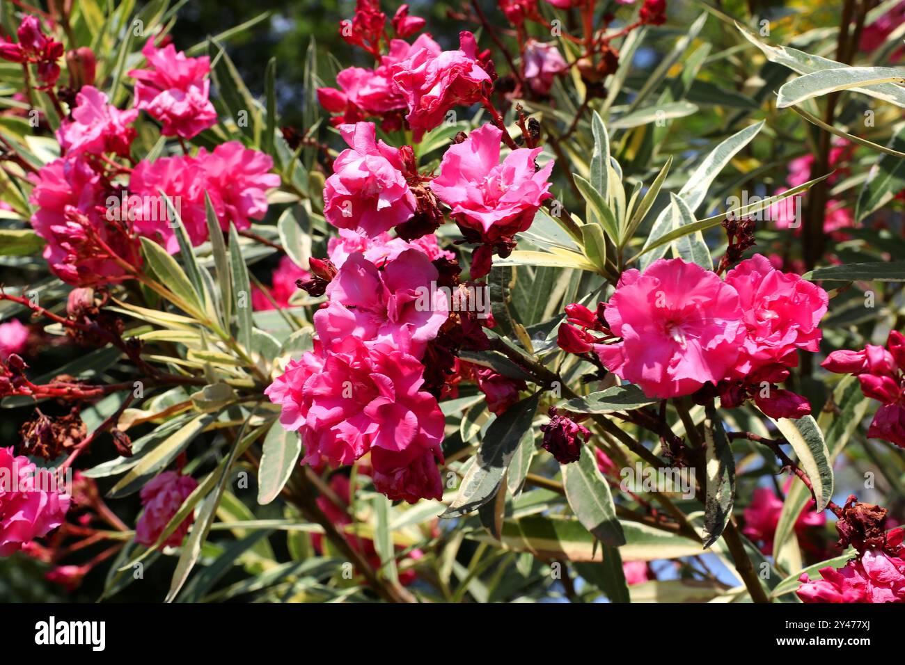 Oleander à fleurs roses panachées, Nerium Oleander 'Pink', Rose à fleurs roses Jamaïque South Sea Rose, Rose Oleander rose, Rose Laurier à fleurs roses, Oleander. Banque D'Images