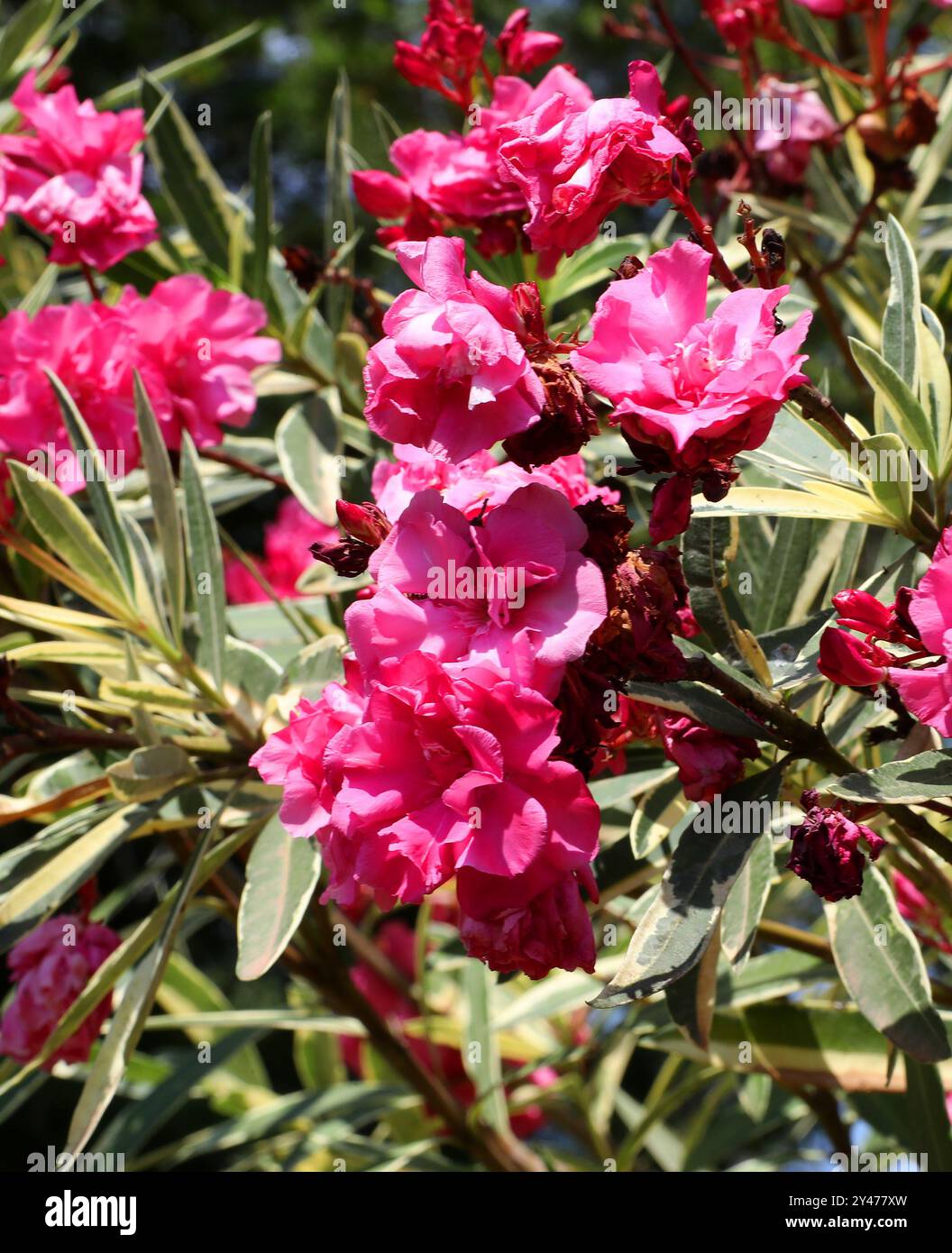 Oleander à fleurs roses panachées, Nerium Oleander 'Pink', Rose à fleurs roses Jamaïque South Sea Rose, Rose Oleander rose, Rose Laurier à fleurs roses, Oleander. Banque D'Images