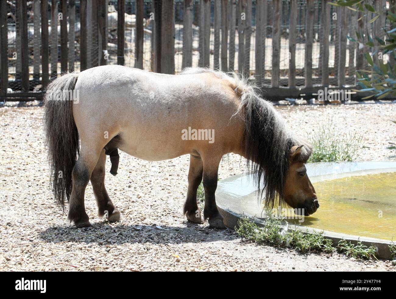 Falabella, Equus ferus caballus, équidés, Perissodactyla. Argentine, Amérique du Sud. Le Falabella est une race Argentine de petit cheval. Banque D'Images