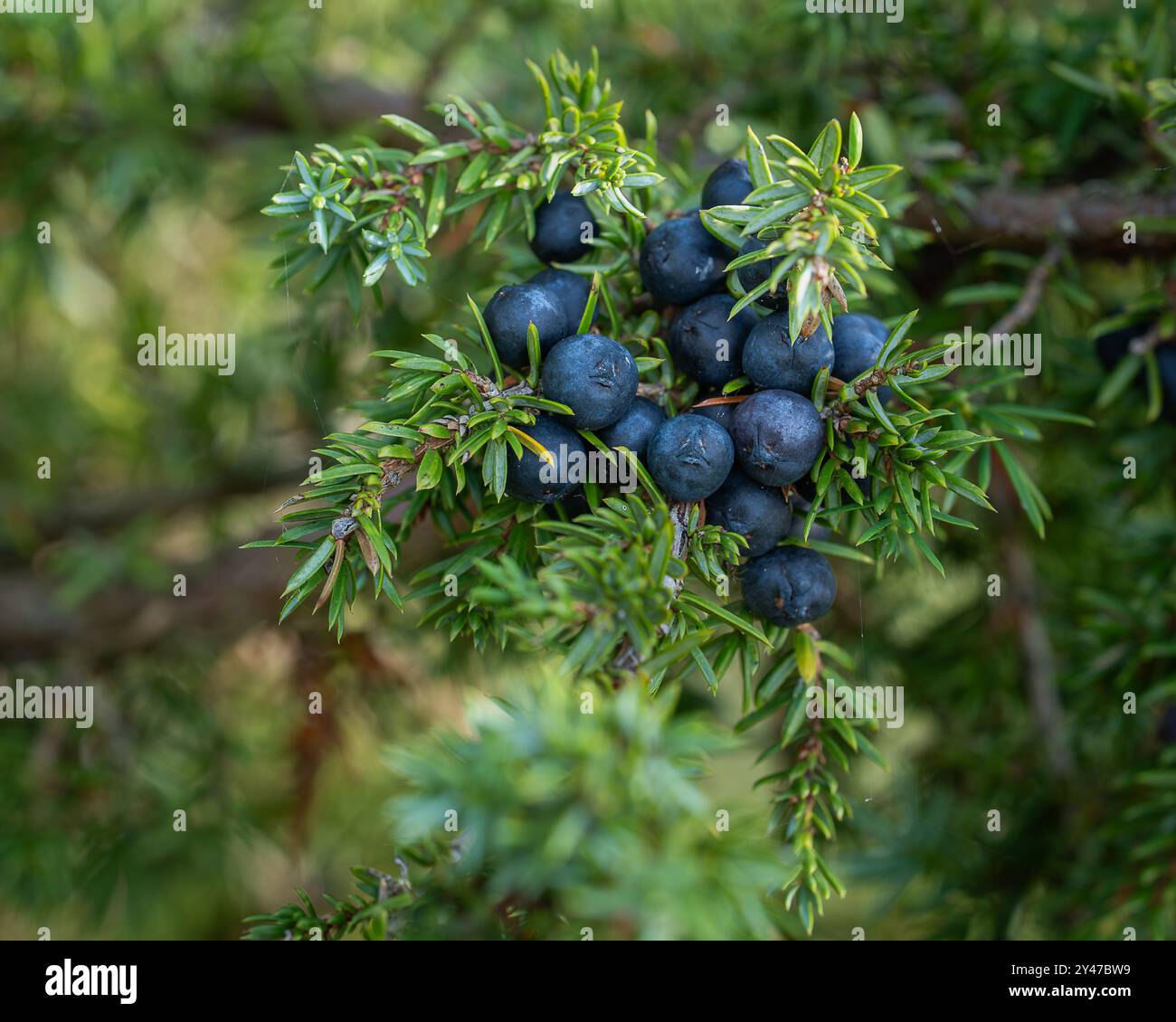 Baies de genièvre sur une branche, gros plan. Baies de cônes mûres de genévrier. Image d'arrière-plan Juniper. Les cônes sont utilisés pour aromatiser certaines bières et gin. Banque D'Images