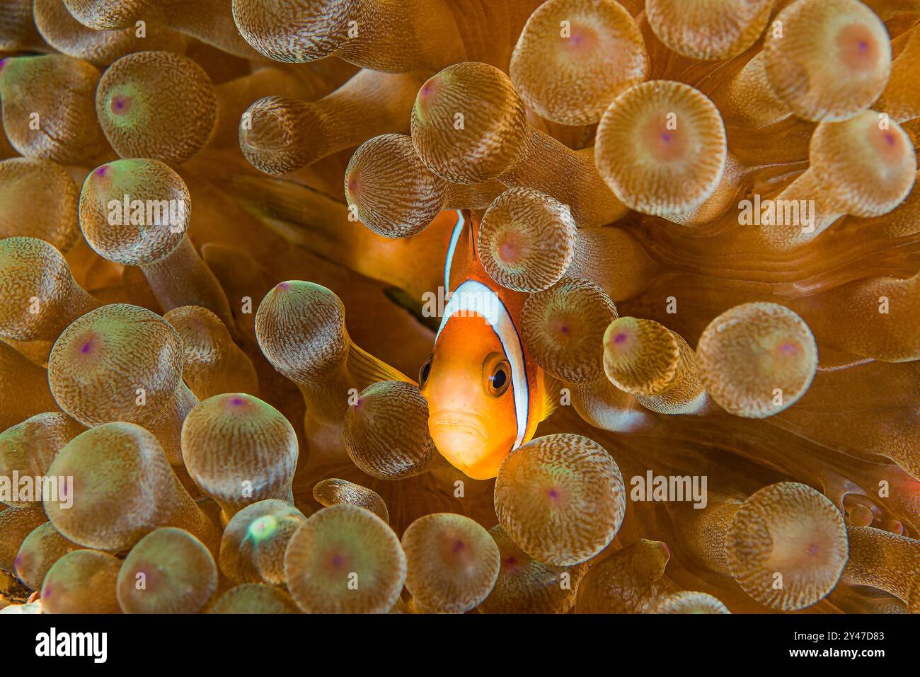 Orange Oman Anémone poisson regardant hors de son hôte Bulb Anémone Banque D'Images