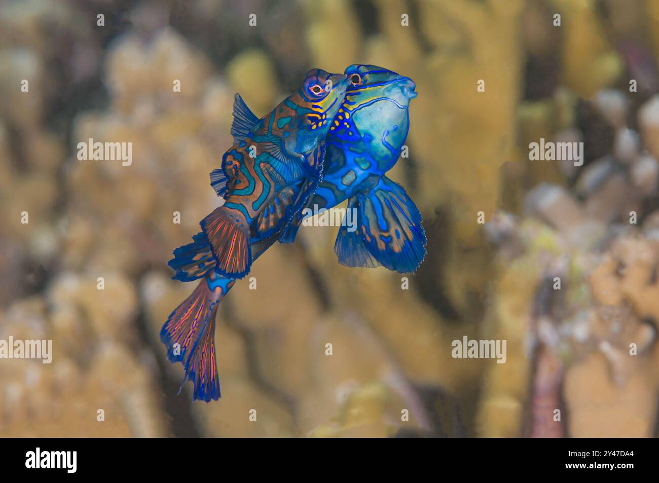 Mandarinfish paire d'accouplement côte à côte nageant à la surface pour frayer Banque D'Images