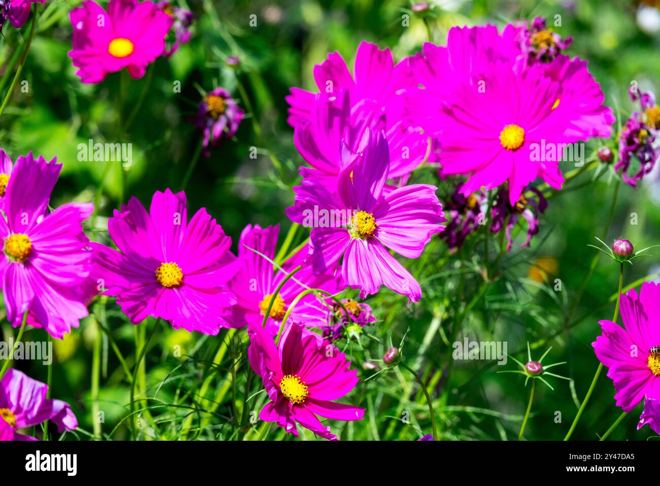 Cosmos bipinnatus Purple Flowers Blooming Blooms Flowering in Bloom, Common Garden Cosmos Mexican Aster, Garden Plant annuals Banque D'Images