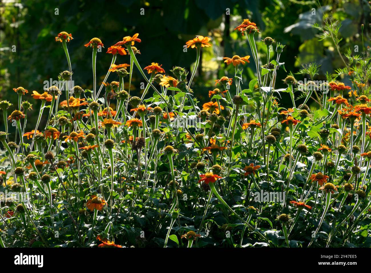 Tournesol mexicain Tithonia rotundifolia parterre de fleurs dans le jardin Banque D'Images