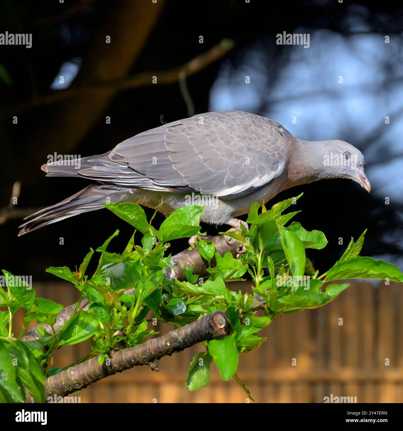 Pigeon juvénile ou squab regardant vers le bas avant qu'il ne s'envole de l'arbre avec le feuillage printanier contre la clôture d'or d'automne Banque D'Images