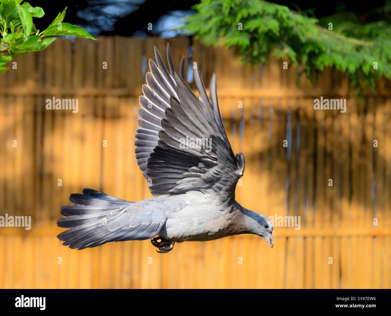 Pigeon juvénile ou assise en vol dans le jardin contre un panneau de clôture en bambou couleur or d'automne Banque D'Images