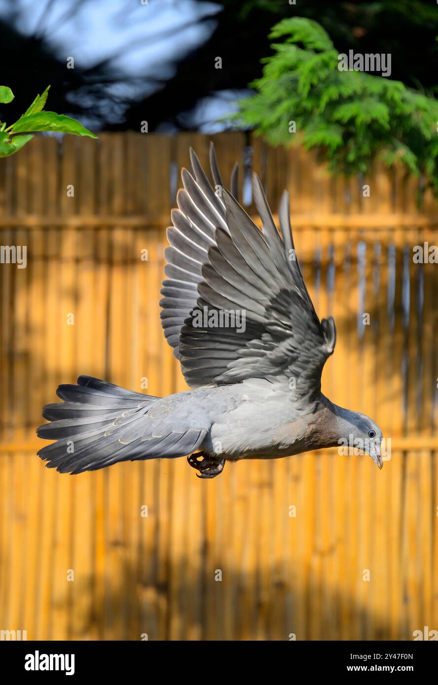 Pigeon juvénile ou assise en vol dans le jardin contre un panneau de clôture en bambou couleur or d'automne Banque D'Images