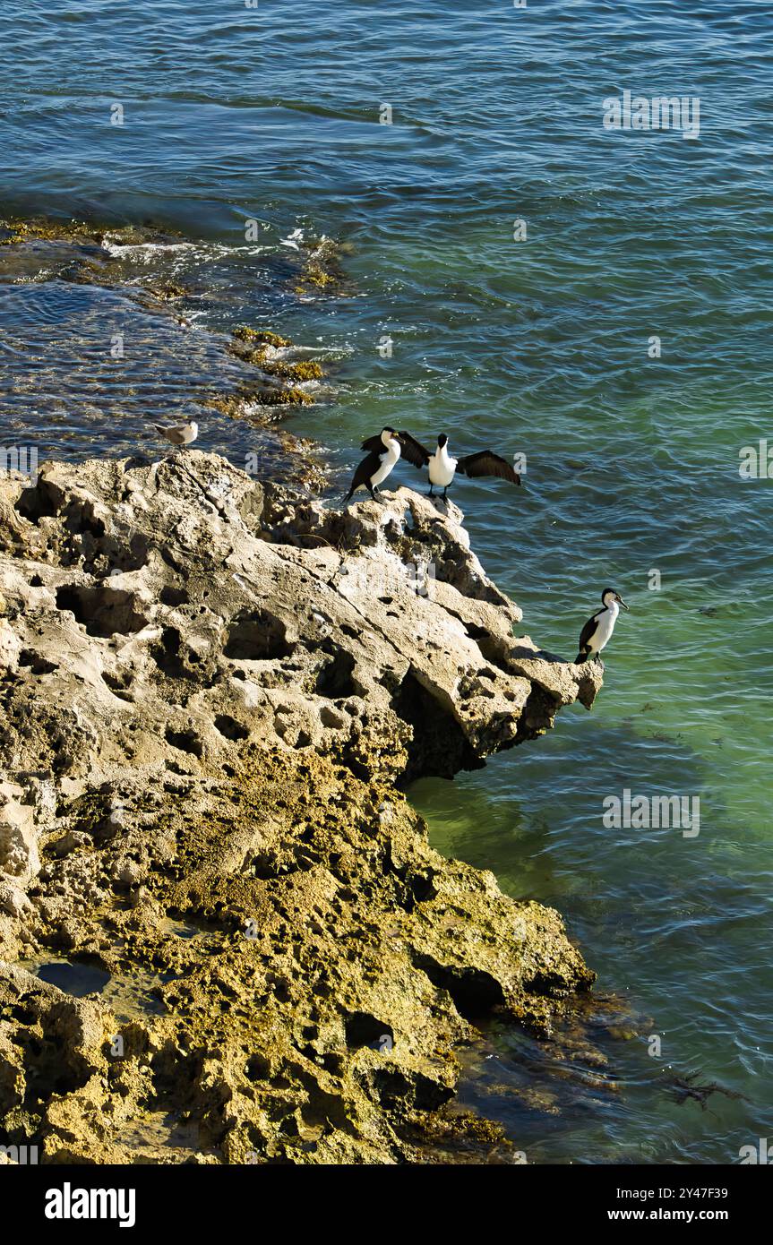 Cormorans pied australiens (Phalacrocorax varius), également pied shag ou grand pied cormoran, sur un rocher de la côte du midwest de l'Australie occidentale Banque D'Images