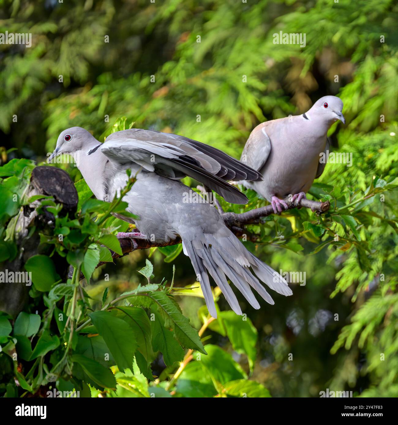 Une paire de colombes à col perchées dans un arbre, dont l'une vient d'atterrir et a des ailes légèrement sorties Banque D'Images