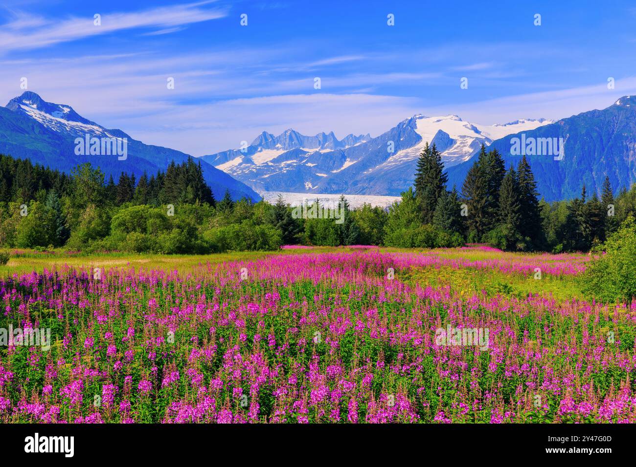 Juneau, Alaska. Vue du glacier de Mendenhall avec d'épilobes en fleur. Banque D'Images