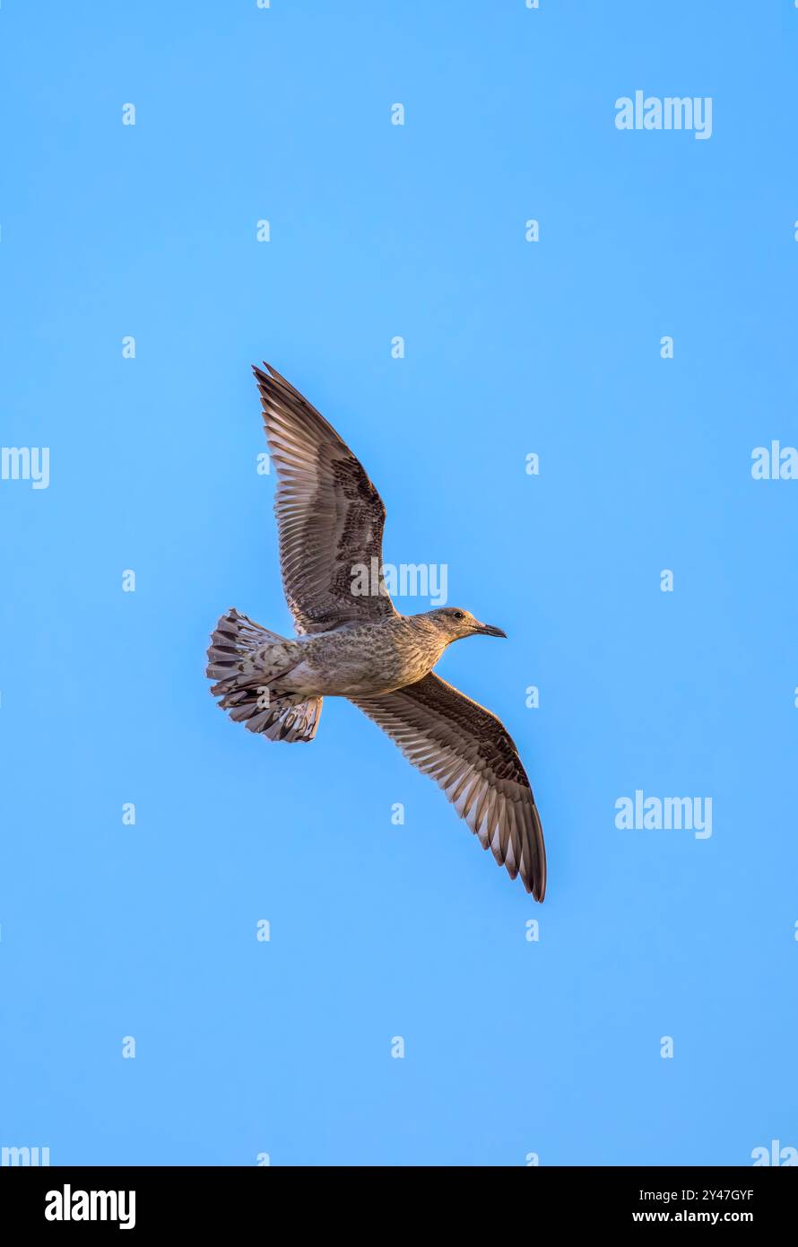 Goéland argenté juvénile volant contre un ciel bleu vif à l'heure dorée, prise à Weston Super Mare, Royaume-Uni Banque D'Images
