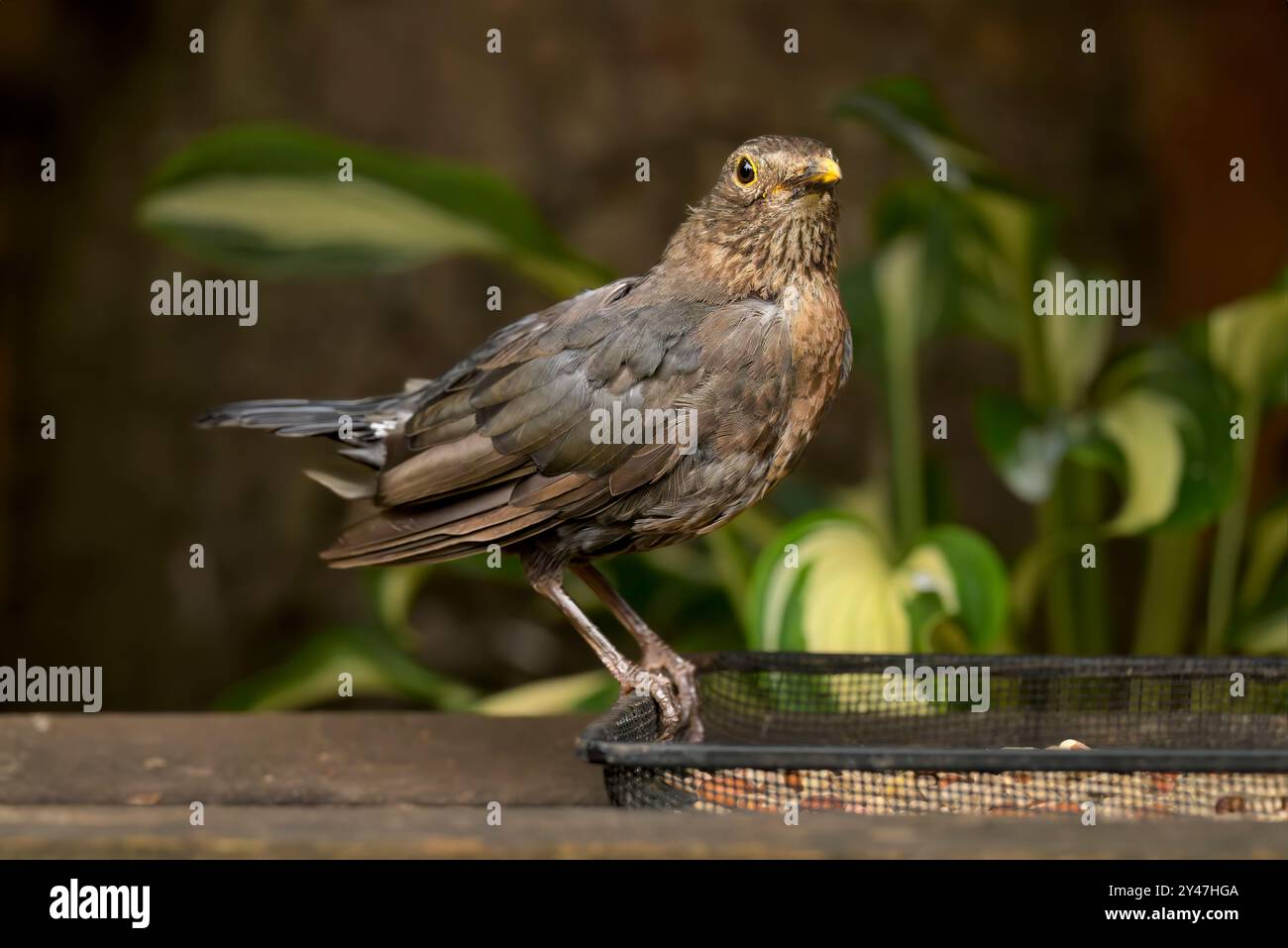 Belle femelle Blackbird sur le plateau d'alimentation regardant en alerte Banque D'Images