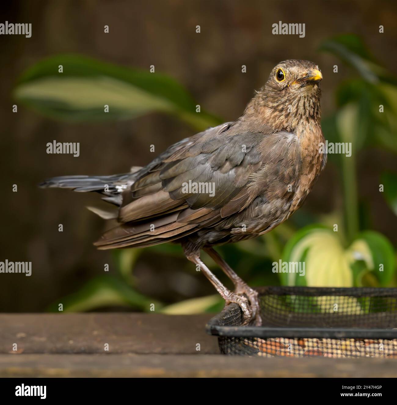 Belle femelle Blackbird sur le plateau d'alimentation regardant en alerte Banque D'Images