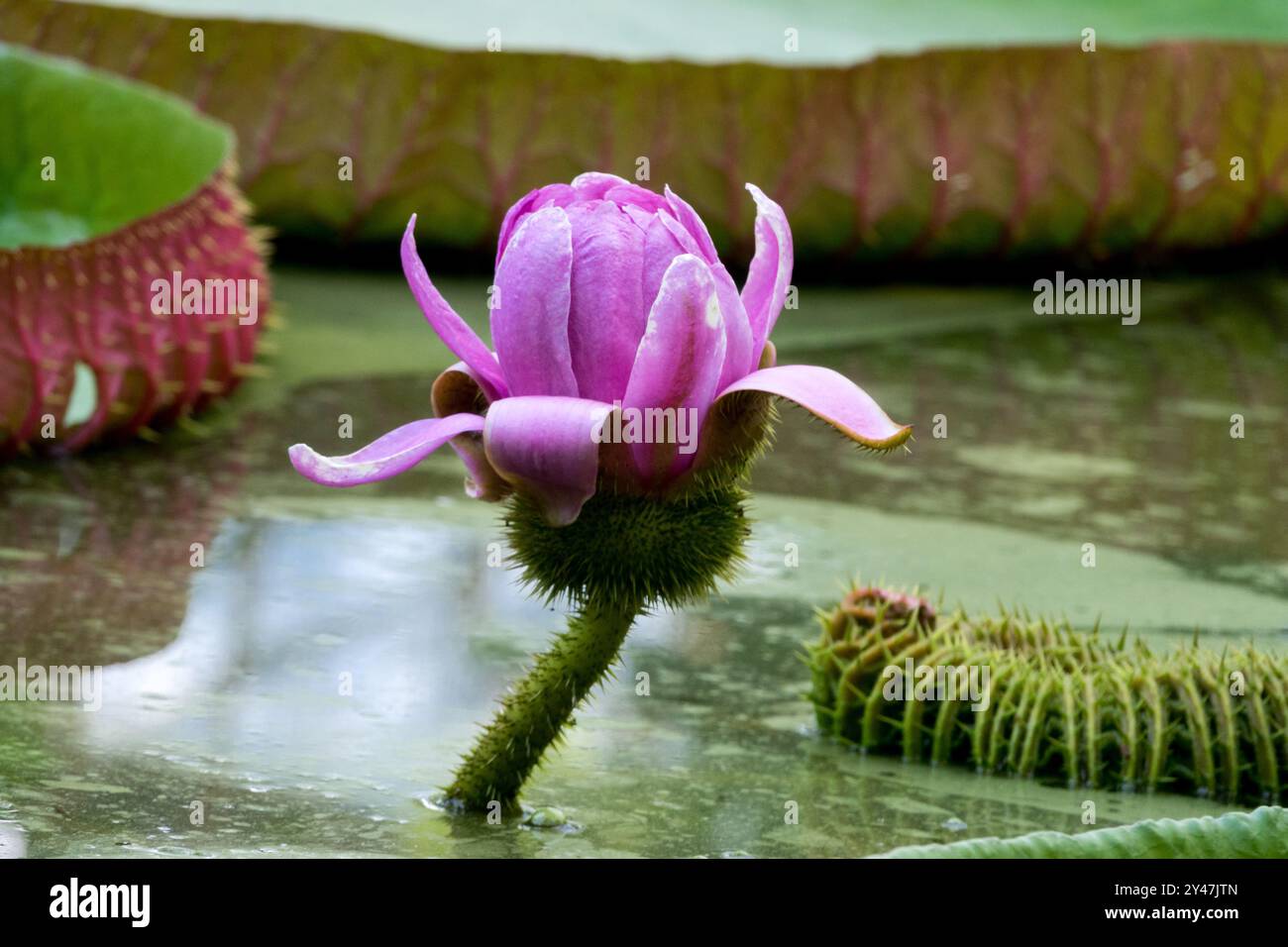 Victoria Water Nily Flower Victoria amazonica Aquatic Plant Banque D'Images