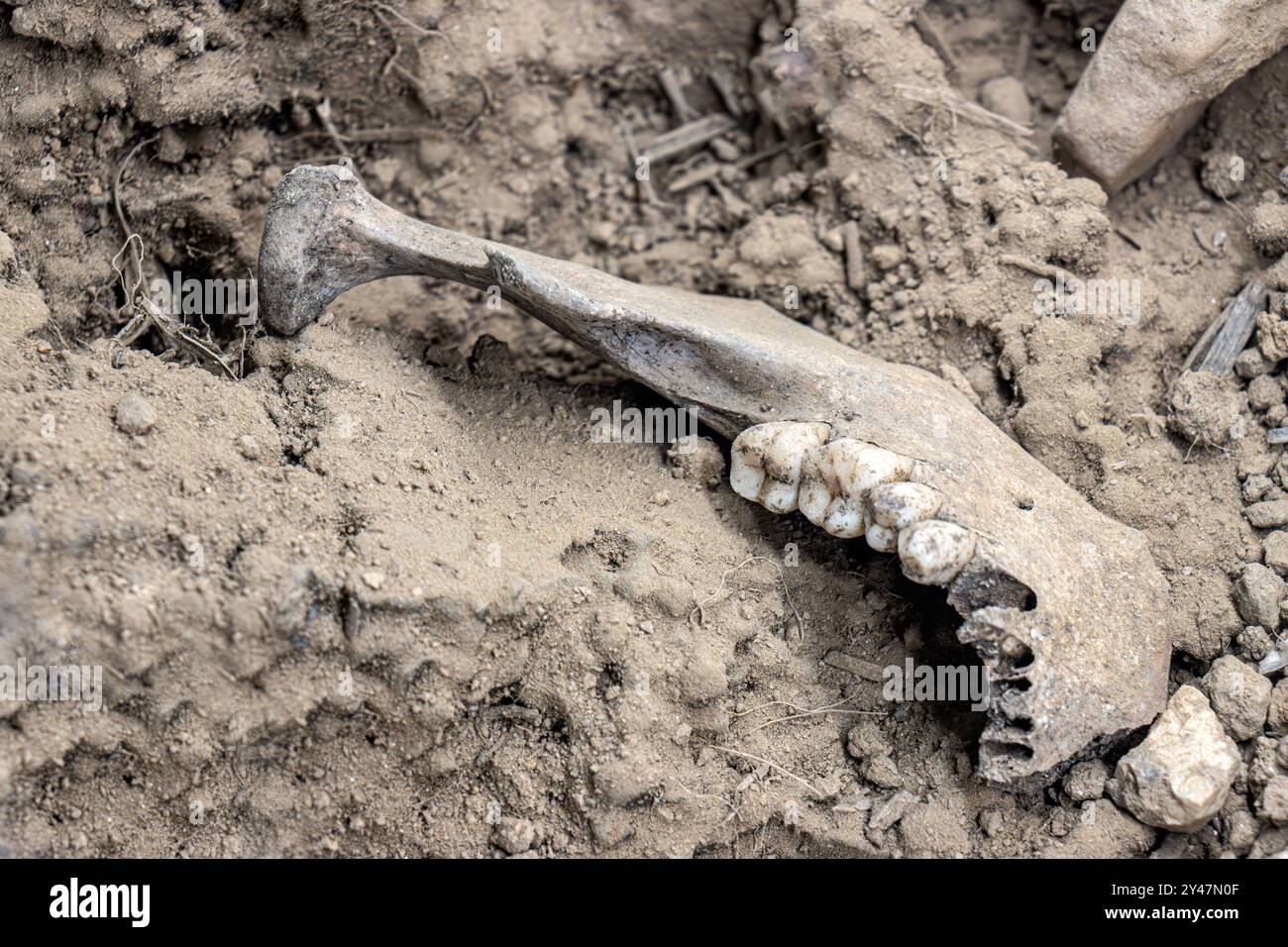 Mâchoire humaine provenant de découvertes archéologiques du champ de bataille Banque D'Images