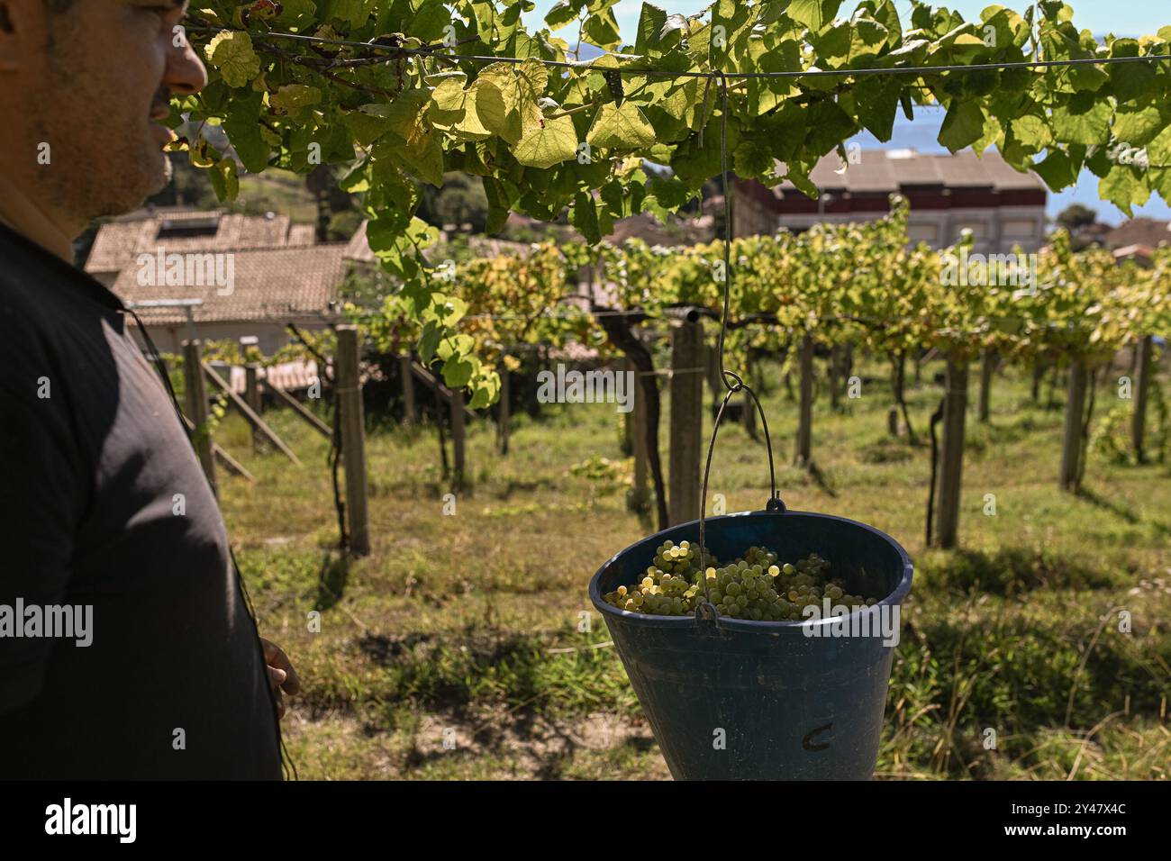 16 septembre 2024, Sanxenxo, Pontevedra, EspaÃ±a : début de la saison des vendanges du raisin de vin AlbariÃ±o dans la région de Salnés, dans la province de Pontevedra, Galice, Espagne (crédit image : © Elena Fernandez/ZUMA Press Wire) USAGE ÉDITORIAL SEULEMENT! Non destiné à UN USAGE commercial ! Banque D'Images