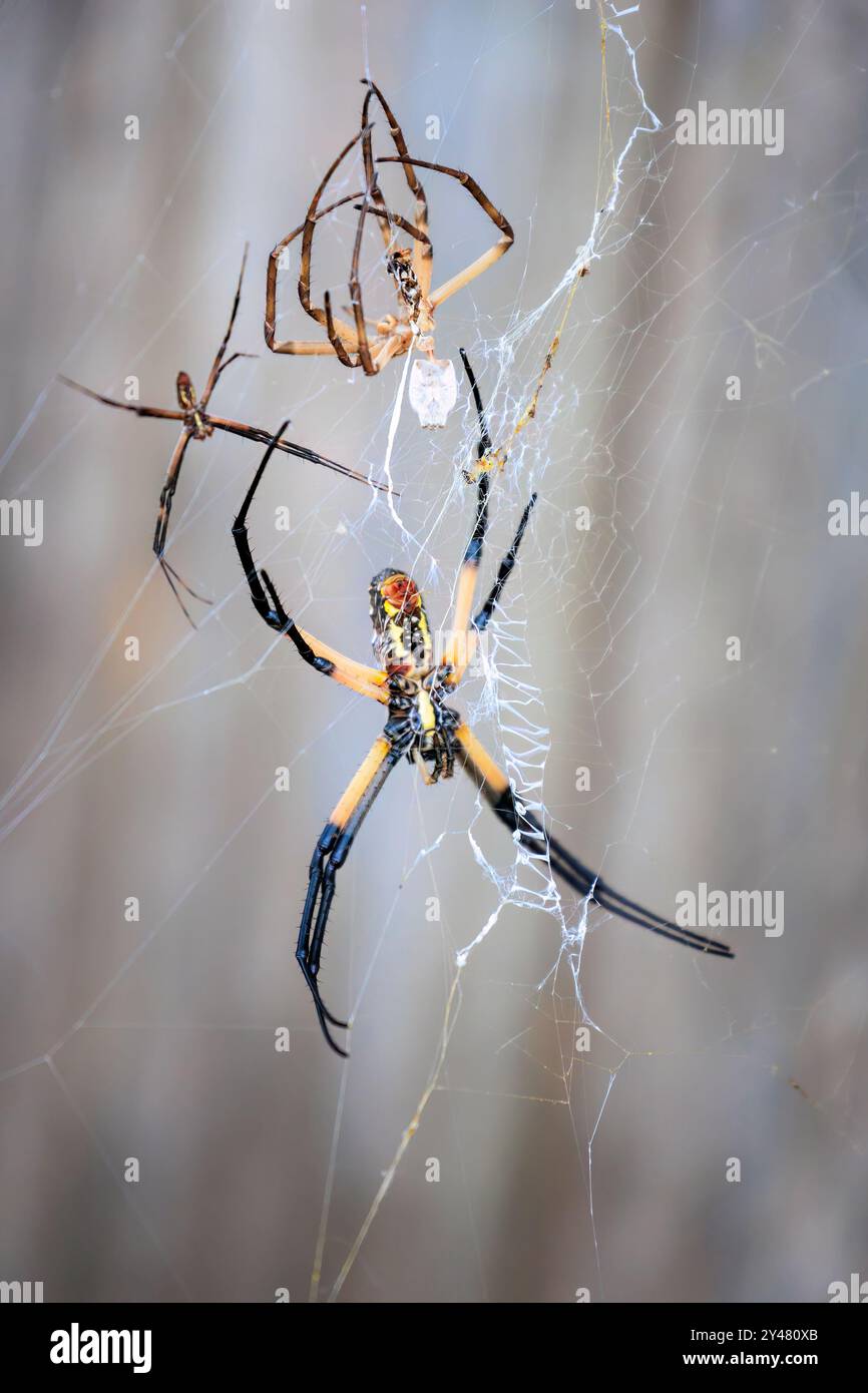 Orb Weaver araignée dans un jardin arrière à Oklahoma City, OK, USA Banque D'Images