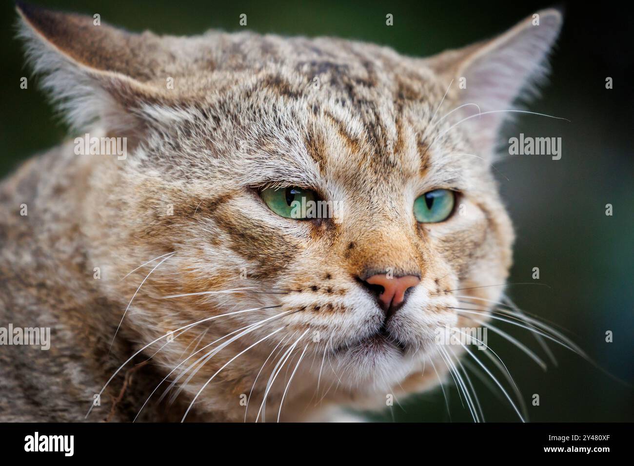 Gris Tabby Tomcat (Felis catus)) portrait Banque D'Images