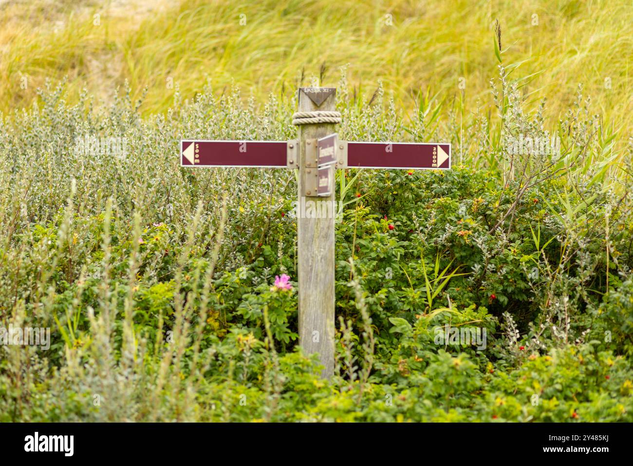 Un panneau de signalisation en bois altéré se trouve à une intersection de sentiers, avec des flèches pointant dans différentes directions tandis que la verdure vibrante entoure la zone und Banque D'Images
