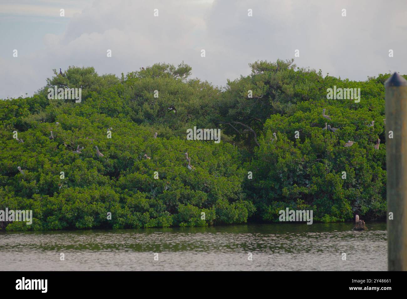 Large vue sur l'eau à Coffee pot Bayou oiseau conserve une petite île remplie de pélicans nicheurs, aigrettes d'autres oiseaux et avec des arbres de mangrove verdoyants. Banque D'Images