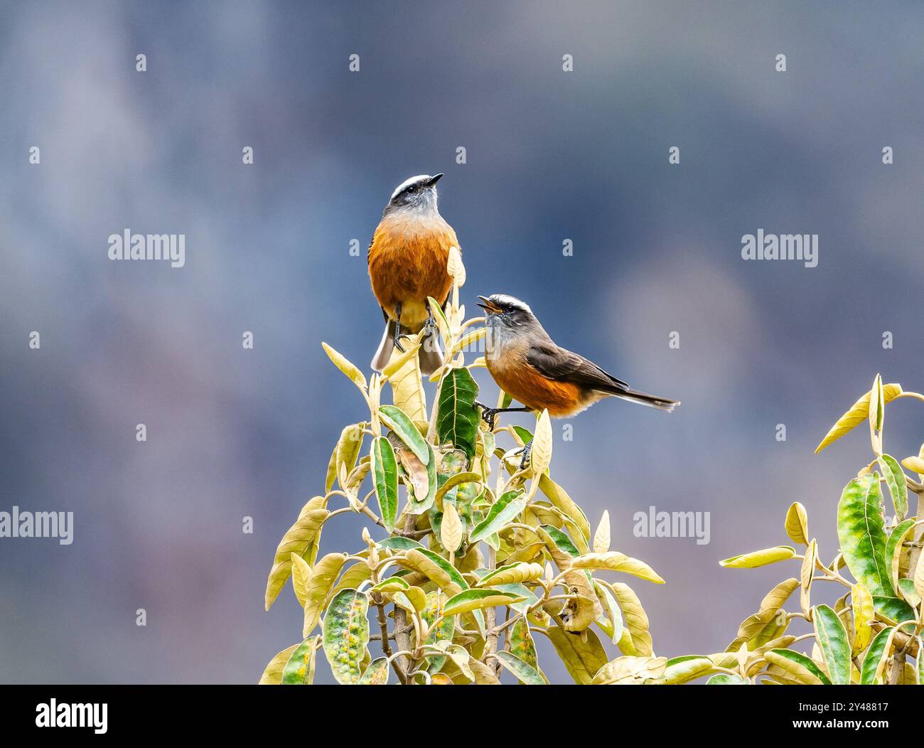 Un couple de Tchat-tyrans d'Orbigny (Ochthoeca oenanthoides) perché au sommet d'un arbre. Pérou, Amérique du Sud. Banque D'Images