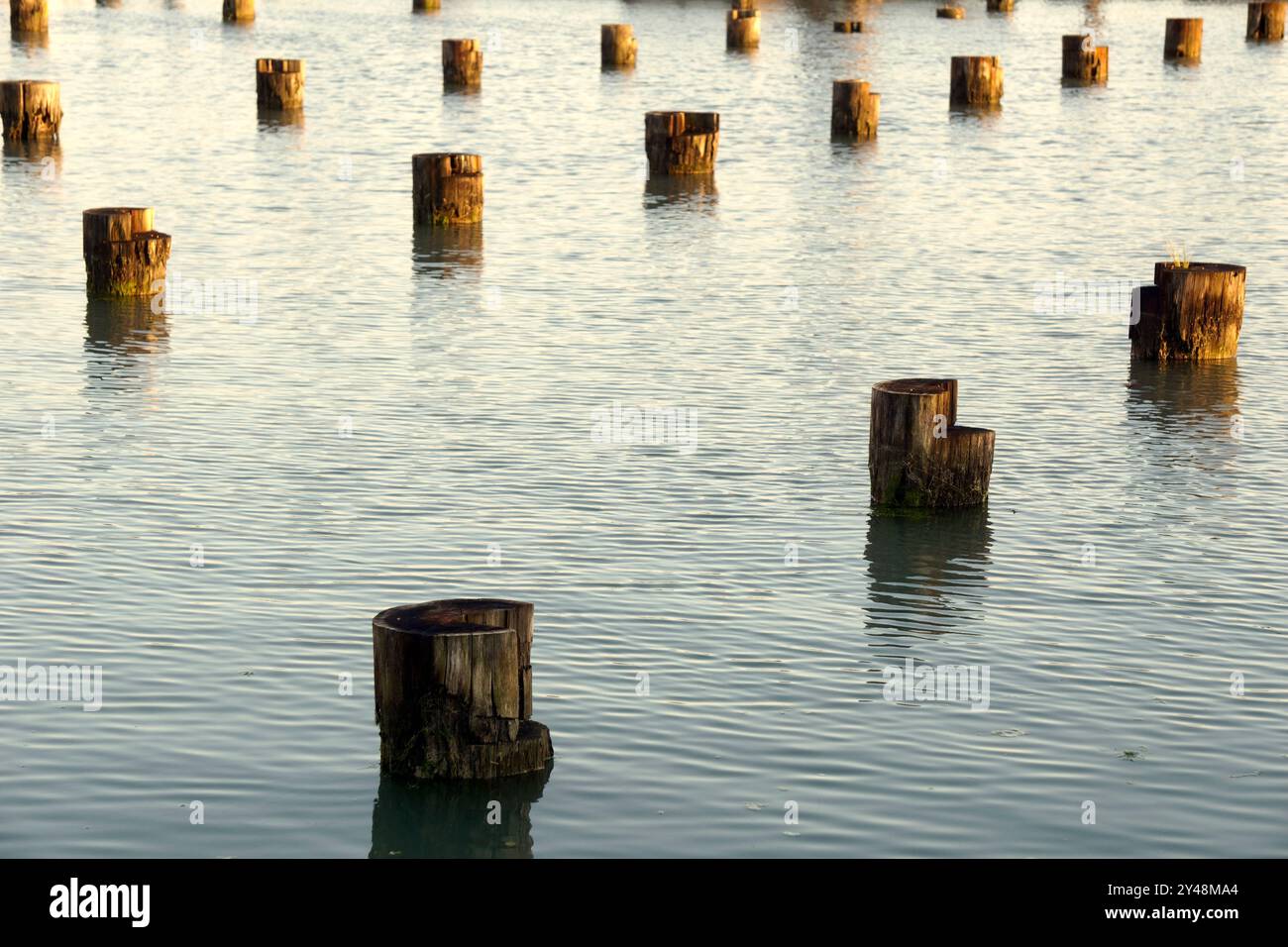 Pylônes en bois abandonnés dans l'eau, Steveston, Colombie-Britannique, Canada Banque D'Images