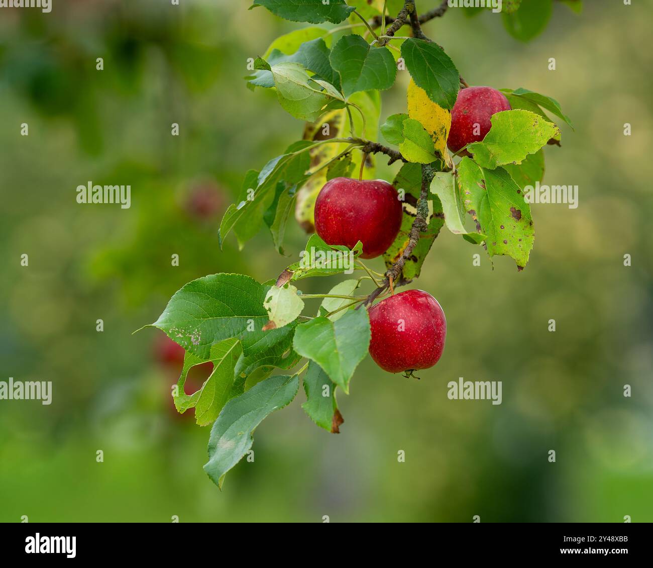 Gros plan d'un arrière-plan non focalisé de pommiers rouges sur une ferme. Dos avec des pommes rouges biologiques fraîches poussant sur des branches avec des feuilles vertes. Banque D'Images