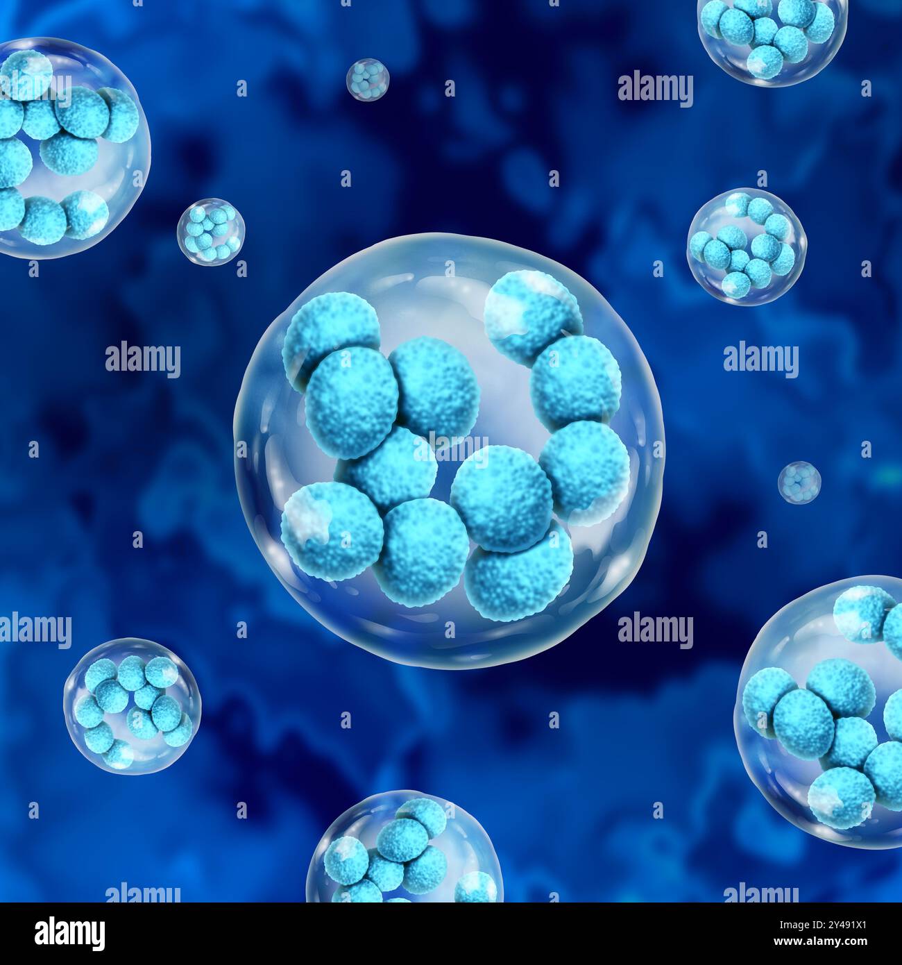 mégacaryocyte grande cellule trouvée dans la moelle osseuse produisant des plaquettes ou des thrombocytes avec un noyau polyploïde lobulé pour assurer la coagulation du sang Banque D'Images