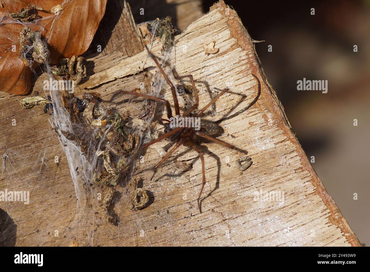 Gros plan araignée à poussière, araignée à lapin (Tegenaria atrica). Les araignées familiales en entonnoir (Agelenidae). Sur une vieille planche de bois altérée avec toile. Été, Banque D'Images