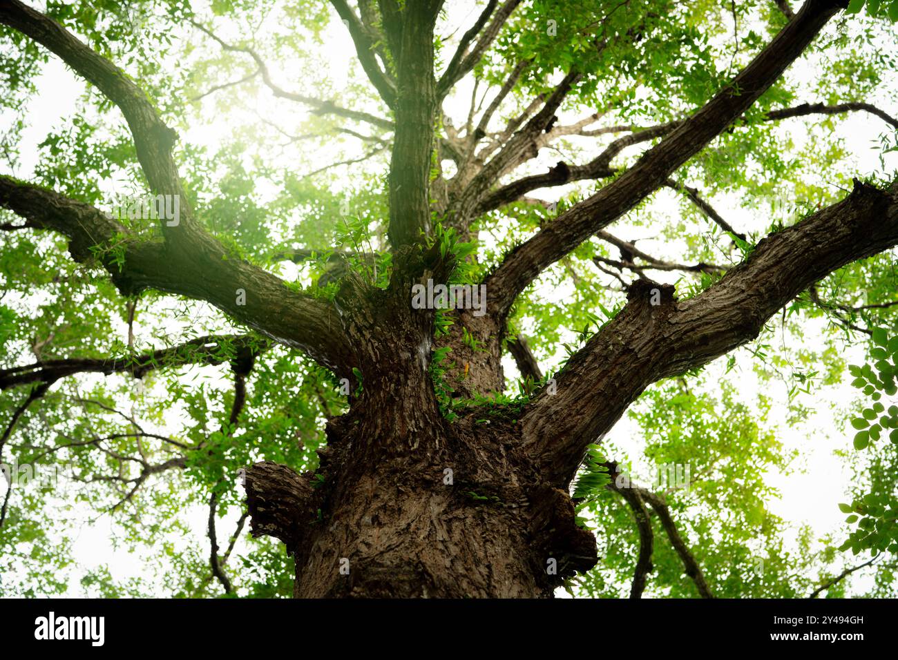 Vieil arbre avec des branches dans la forêt, représentant le processus de séquestration du carbone de la nature. Forêt tropicale le jour d'été. Durabilité environnementale Banque D'Images