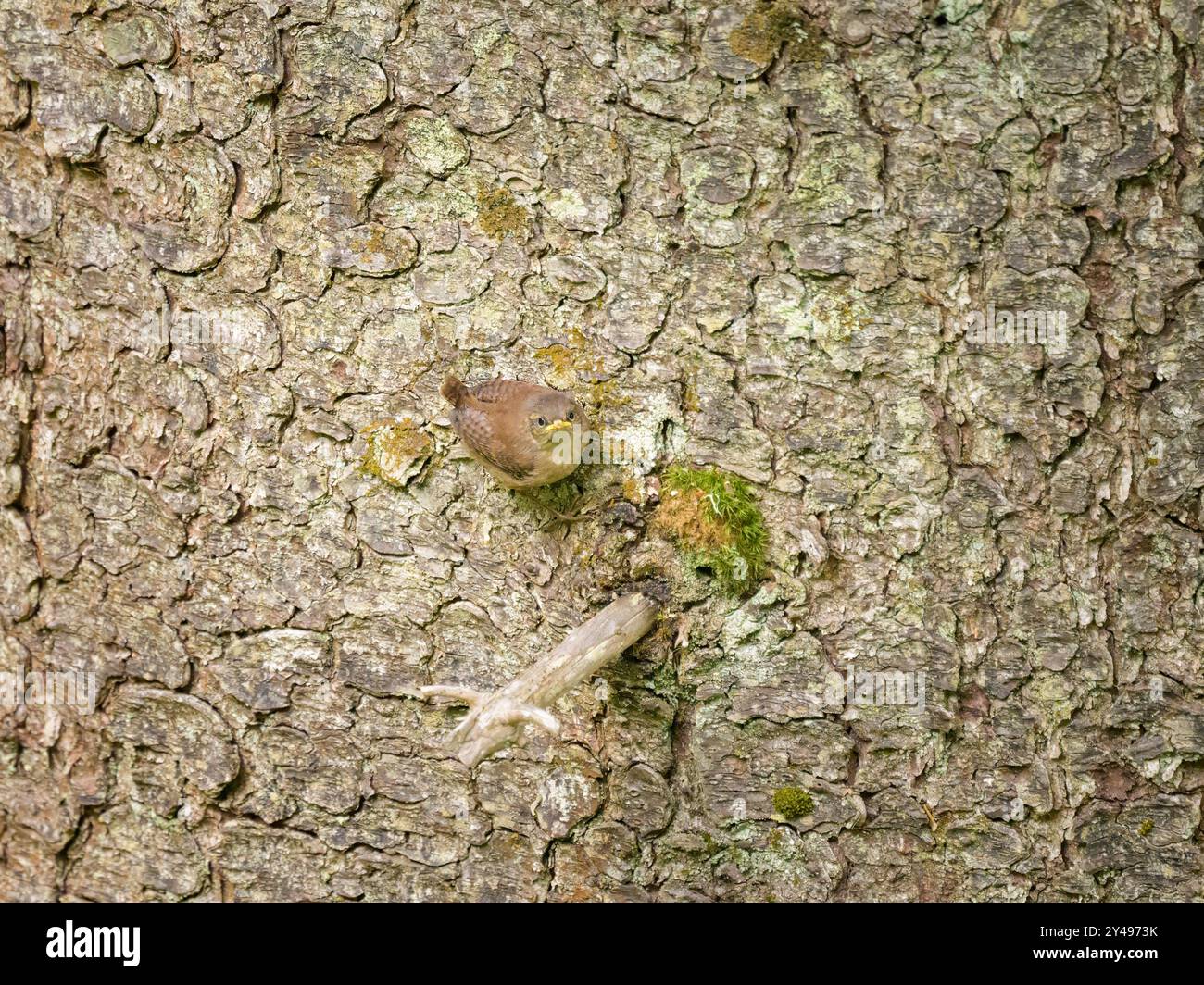Un eurasien Wren assis sur un tronc d'arbre, jour nuageux en été dans les Alpes autrichiennes Banque D'Images