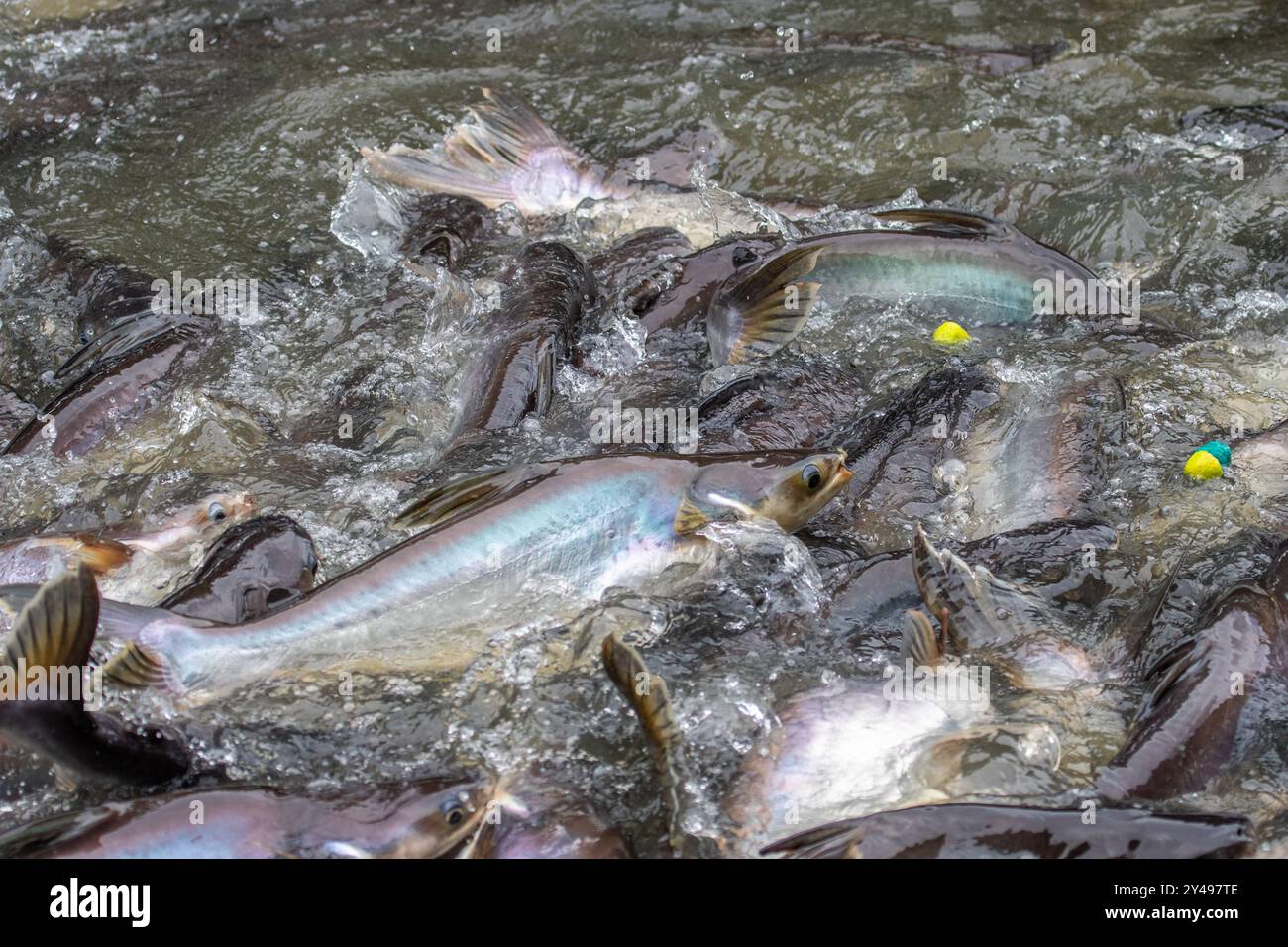 nourrir les poissons de chat Banque D'Images