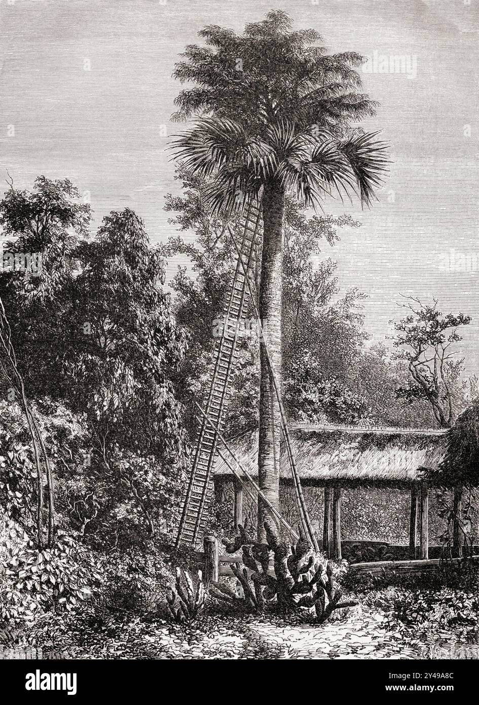 Un palmier Latanyer ou Latanier sur l'île de Grand Andaman, océan Indien. Extrait du Tour du monde, paru à Paris, 1860. Banque D'Images Un palmier Latanyer ou Latanier sur l'île de Grand Andaman, océan Indien. Extrait du Tour du monde, paru à Paris, 1860. Banque D'Images